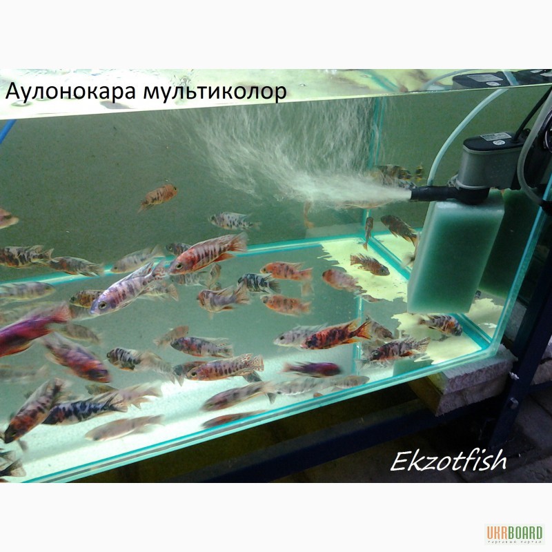 Аквариумная рыба(импорт, разводная) опт, крупный опт.Отправка по Украине