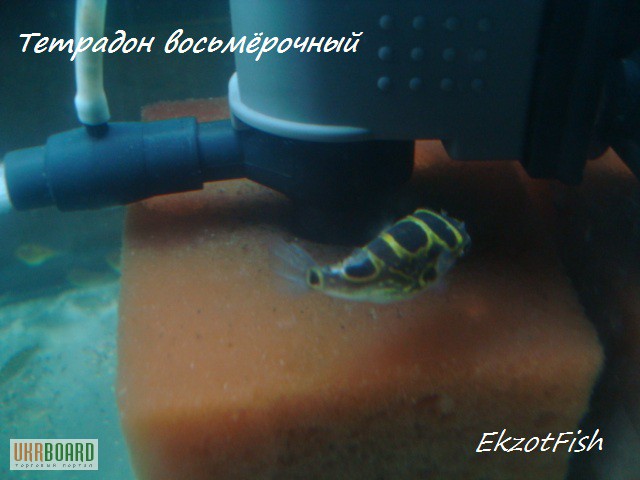 Фото 10. Аквариумная рыба(импорт, разводная) опт, крупный опт.Отправка по Украине