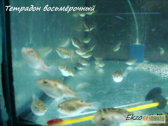 Фото 11. Аквариумная рыба(импорт, разводная) опт, крупный опт.Отправка по Украине
