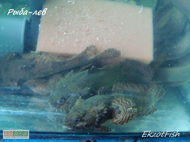 Фото 12. Аквариумная рыба(импорт, разводная) опт, крупный опт.Отправка по Украине
