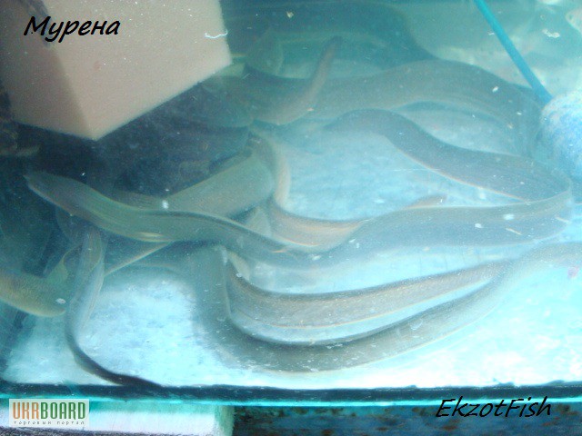 Фото 13. Аквариумная рыба(импорт, разводная) опт, крупный опт.Отправка по Украине