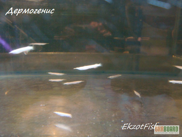 Фото 15. Аквариумная рыба(импорт, разводная) опт, крупный опт.Отправка по Украине