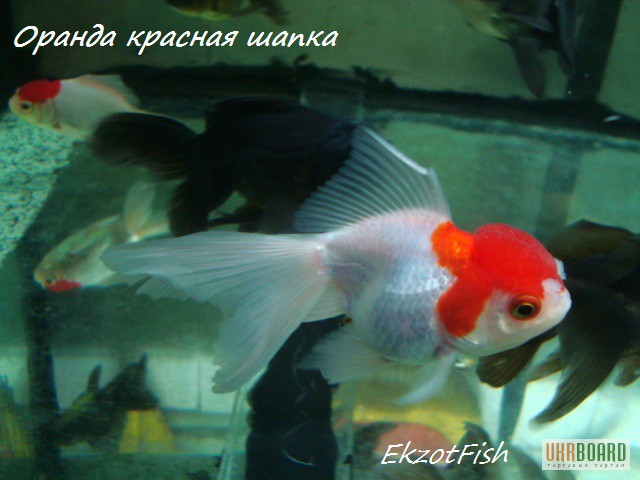 Фото 16. Аквариумная рыба(импорт, разводная) опт, крупный опт.Отправка по Украине