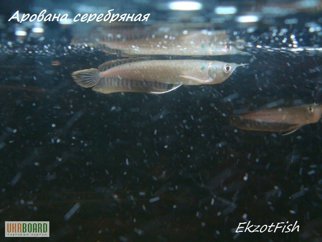 Фото 18. Аквариумная рыба(импорт, разводная) опт, крупный опт.Отправка по Украине