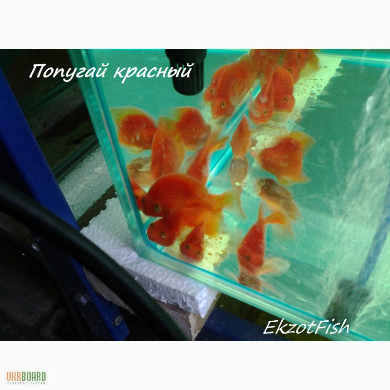 Фото 2. Аквариумная рыба(импорт, разводная) опт, крупный опт.Отправка по Украине