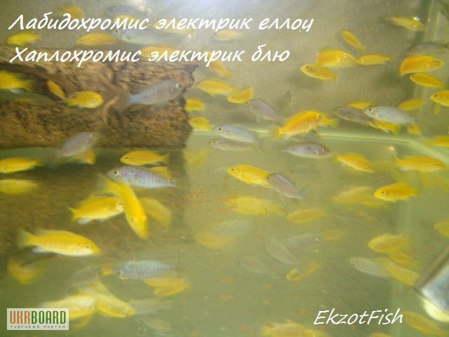 Фото 5. Аквариумная рыба(импорт, разводная) опт, крупный опт.Отправка по Украине