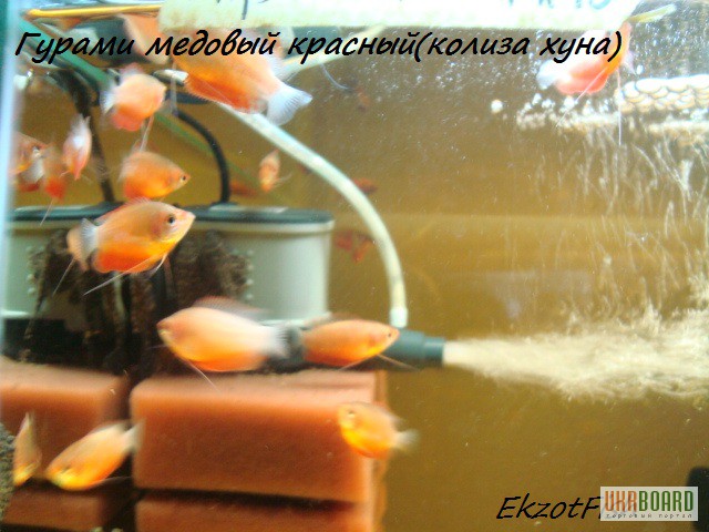 Фото 6. Аквариумная рыба(импорт, разводная) опт, крупный опт.Отправка по Украине