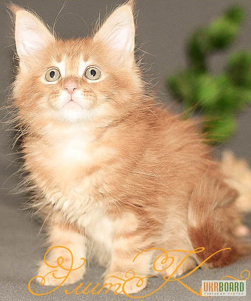 Фото 2. Продается котенок породы Мейн кун