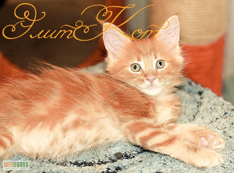 Фото 3. Продается котенок породы Мейн кун