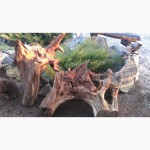 Продам дубовые корневища для ландшафтного дизайна и интерьера