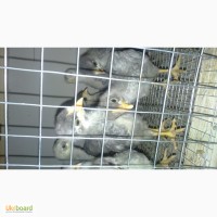 Продам Цыплята Доминант чешский 3 Недели (куры несушки)