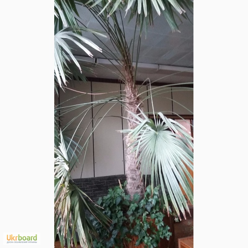 Фото 2. Огромная пальма