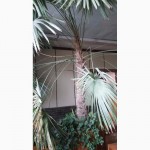 Огромная пальма