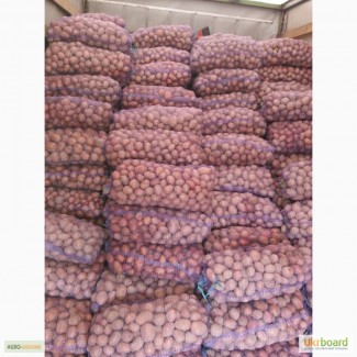 Продам товарный картофель сорт беларосса и ривьера 120 тонн