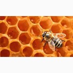 Продам Мёд пчелиный