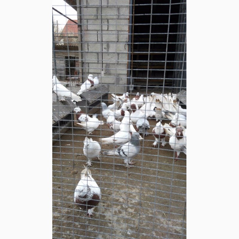 Фото 4. Бойные голуби (иранцы, андижаны, касаны)