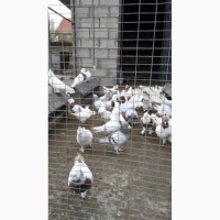 Бойные голуби (иранцы, андижаны, касаны)
