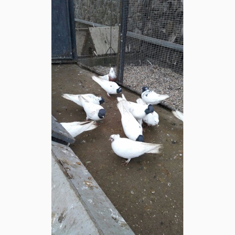 Фото 5. Бойные голуби (иранцы, андижаны, касаны)