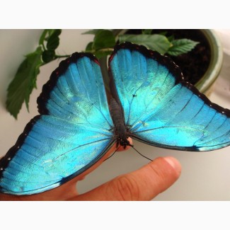 Тропические Живые Бабочки изКоста Рикки