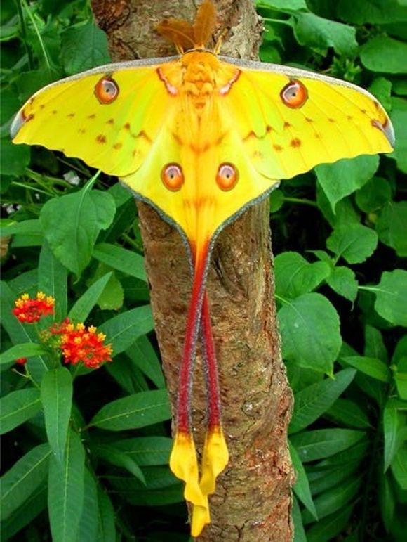 Фото 2. Тропические Живые Бабочки изКоста Рикки