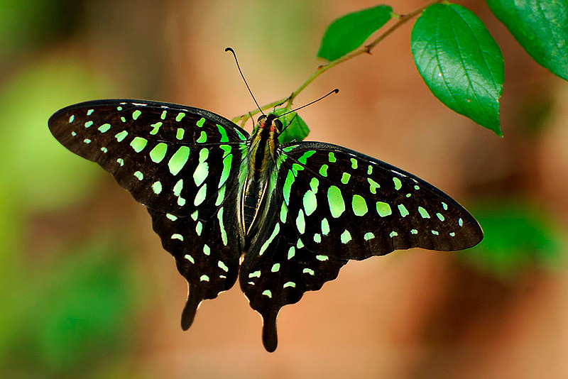 Фото 3. Тропические Живые Бабочки изКоста Рикки