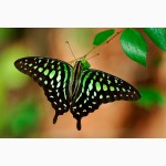 Тропические Живые Бабочки изКоста Рикки