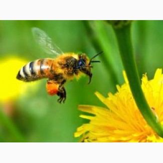 Пчелопакеты 20шт., бджолопакеты, пчелы, матки
