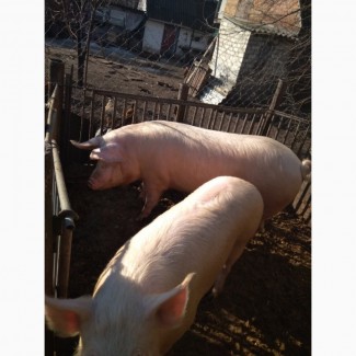 Продам свиней на м#039;ясо
