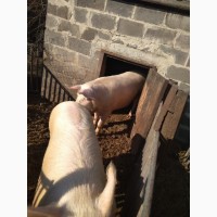 Продам свиней на м#039;ясо