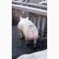 Продам свиней живым весом тушками частями