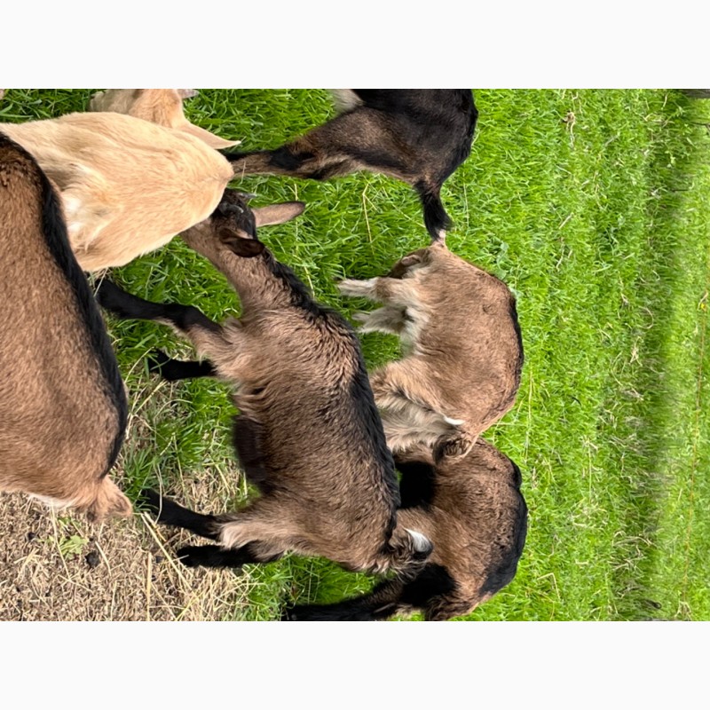 Фото 2. Продам козликов Альпийской породы на племя