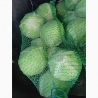 Продаж оптом капусти, Житомирська область