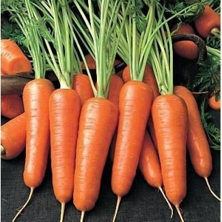 Продам моркву оптом, висока якість, Хмельницька та Черкаська області