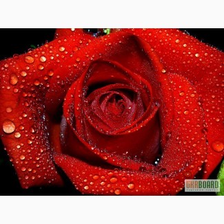 Крымская роза - Чернигов - натуральная косметика, экотовары