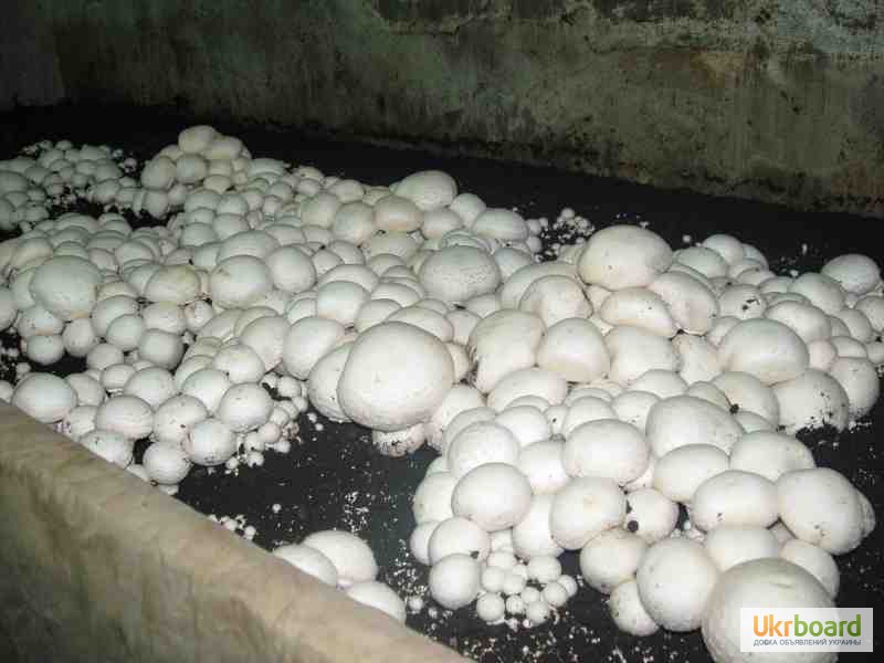 Фото 2. Грибница шампиньонов. Мицелий шампиньона (семена грибов) почтой из Киева в любой город