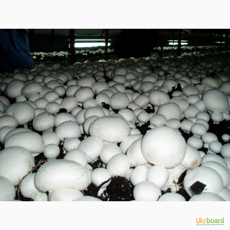 Фото 6. Грибница шампиньонов. Мицелий шампиньона (семена грибов) почтой из Киева в любой город