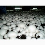 Грибница шампиньонов. Мицелий шампиньона (семена грибов) почтой из Киева в любой город