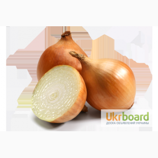 Озима цибуля-сівок та часник BROER BV /Top Onions (НІдерланди). Опт, дрібний опт