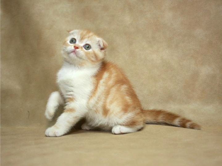 Фото 2. Шотландская вислоухая котенок-девочка