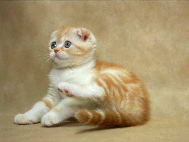 Фото 4. Шотландская вислоухая котенок-девочка