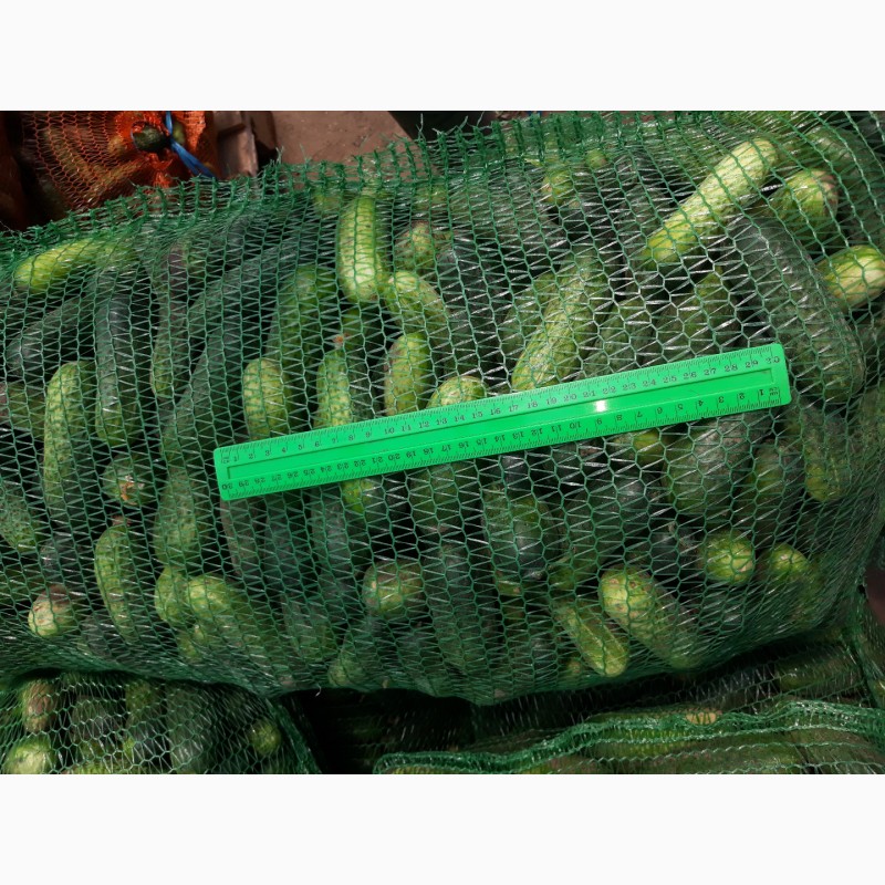 Фото 11. Продам огурец грунтовой корнишон, зеленец, бабак