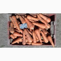 Продам морковь раннюю Абако от производителя, чистая с песка