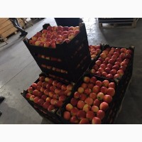Реалізуєм яблука власного виробництва врожаю 2019 року, Чернівецька обл