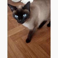 сиамская кошка харьков