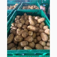 Молодойш картофель импорт Греция, Румыния