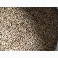 Продам яру пшеницю 700 кг Шумськ