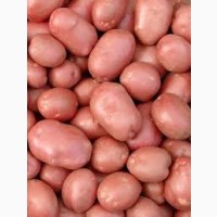 Продам насіння картоплі червоного сорта Беллароза Белла Роса оптом