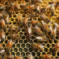Бджолопакети українсько степова 3+1р; 4р.р; безсотові