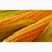 Продам кукурудзу, 5000 тонн, Черкаська обл
