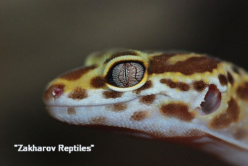 Фото 1/5. Леопардовый геккон (пятнистый эублефар) Eublepharis macularius